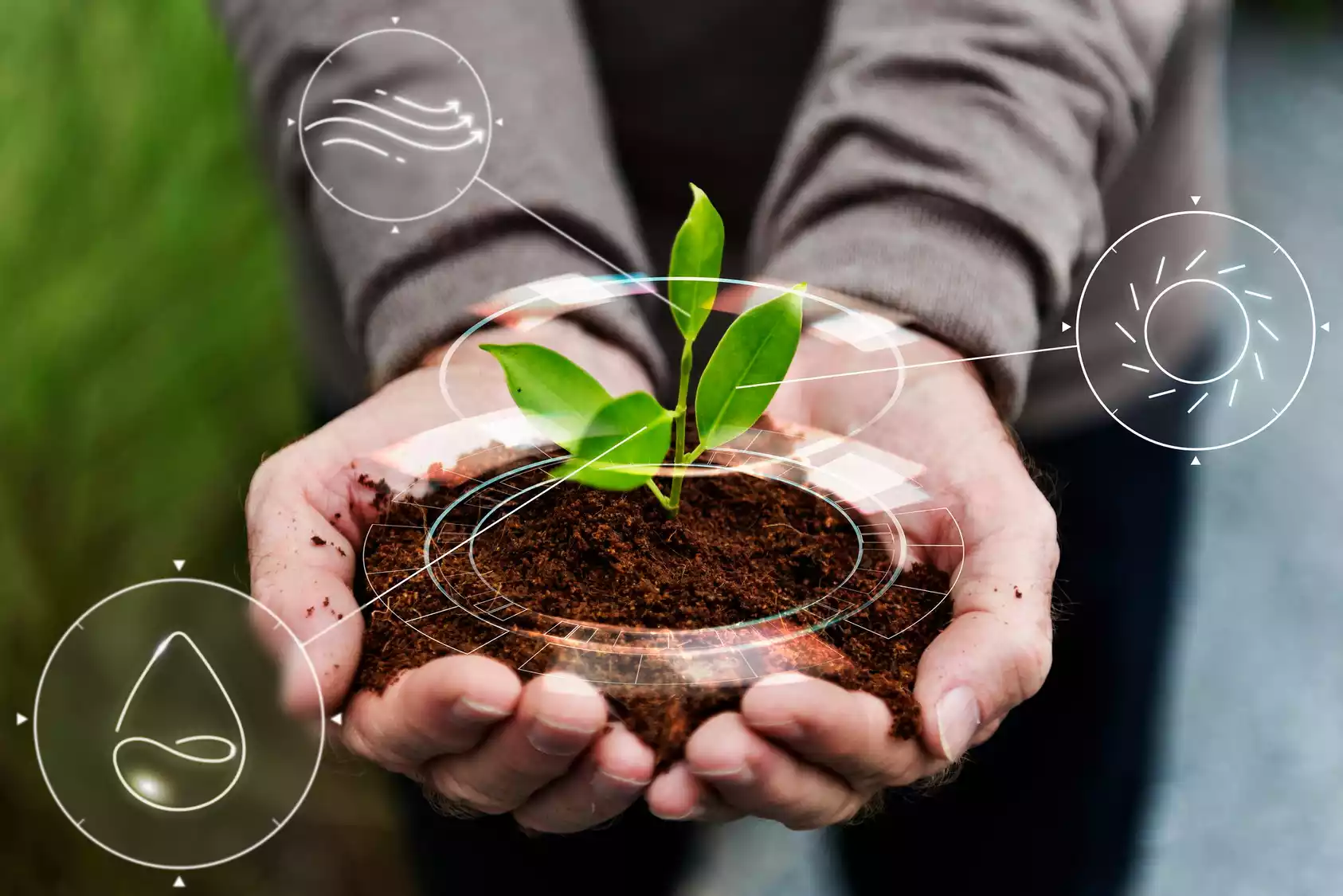 Imagine agricolă: nutriția plantelor