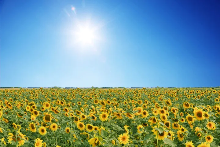Cultură de floarea-soarelui înflorită